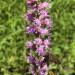 Blazing Star